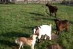 Coïmbra s'amusant avec les petites chèvres