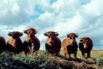 Vaches Limousines dans la région de Boussac en Creuse
