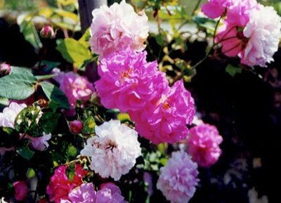 Rosier Seven Sisters Roses de L'Ecole Buissonnière en Creuse